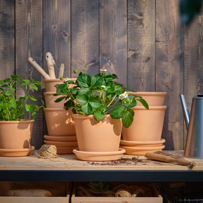 A strawberry FRAGARIA potted plant